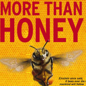 Blog Picture - More Than Honey film screening